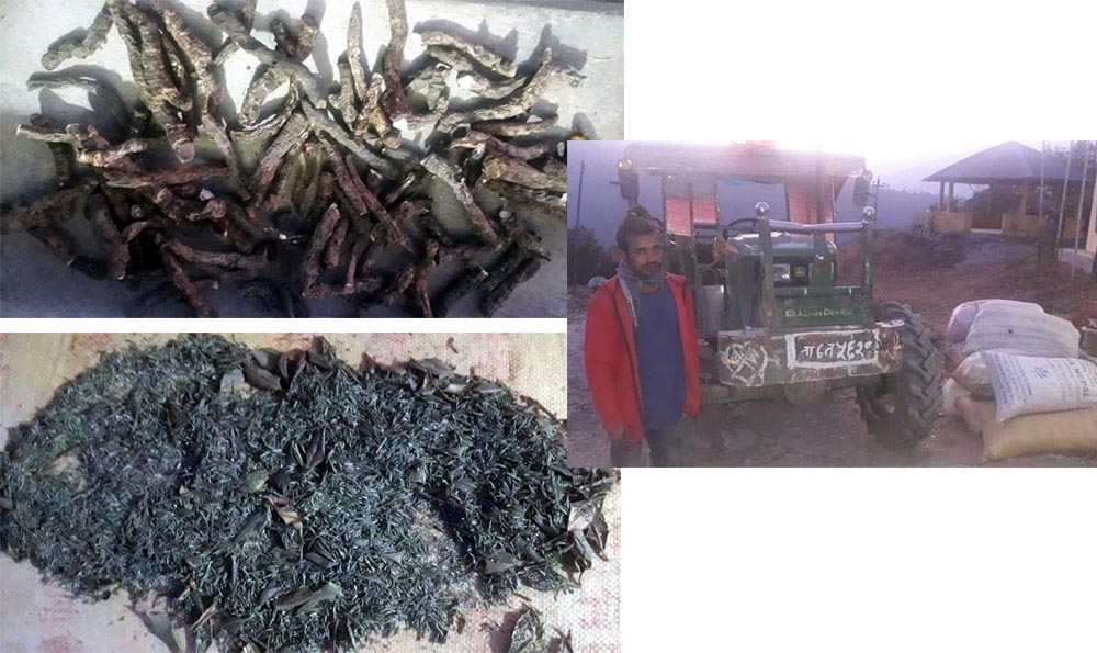 अवैध जडीबुटीजन्य वनस्पतिसहित पक्राउ