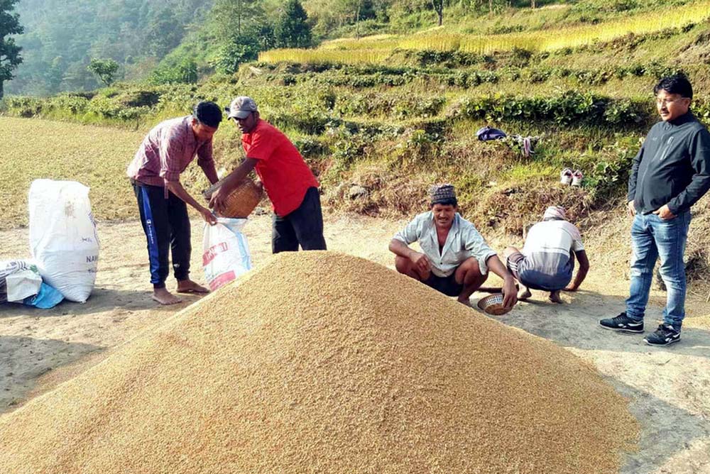 धान उत्पादन घट्यो