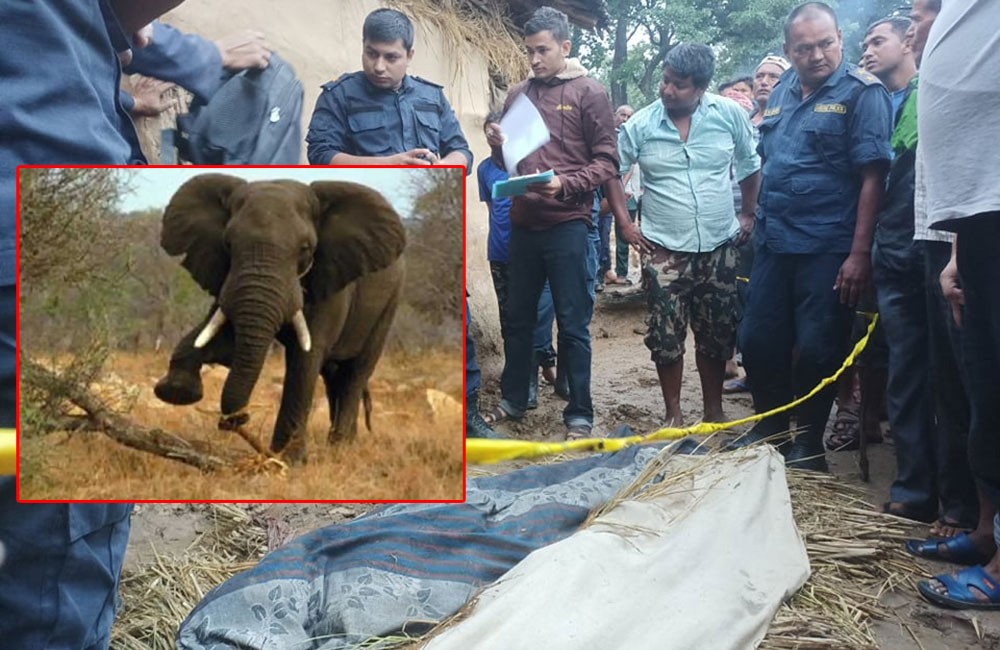 जङ्गली हात्तीले कुल्चिँदा मृत्यु