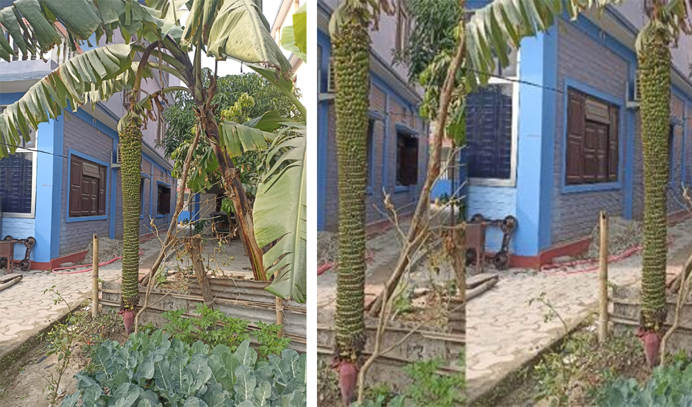 किसानले फलाए साढे सात अग्लो बोटमा केरा