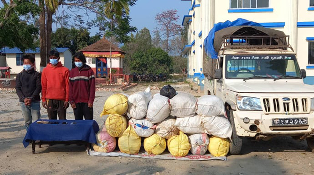१६ बोरा गाँजासहित समातिएका तीनजना सार्वजनिक