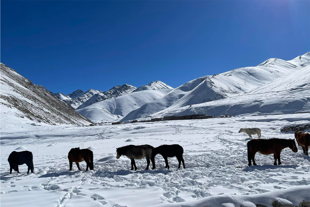घोडा लड्दा लडेर बालिकाको मृत्यु