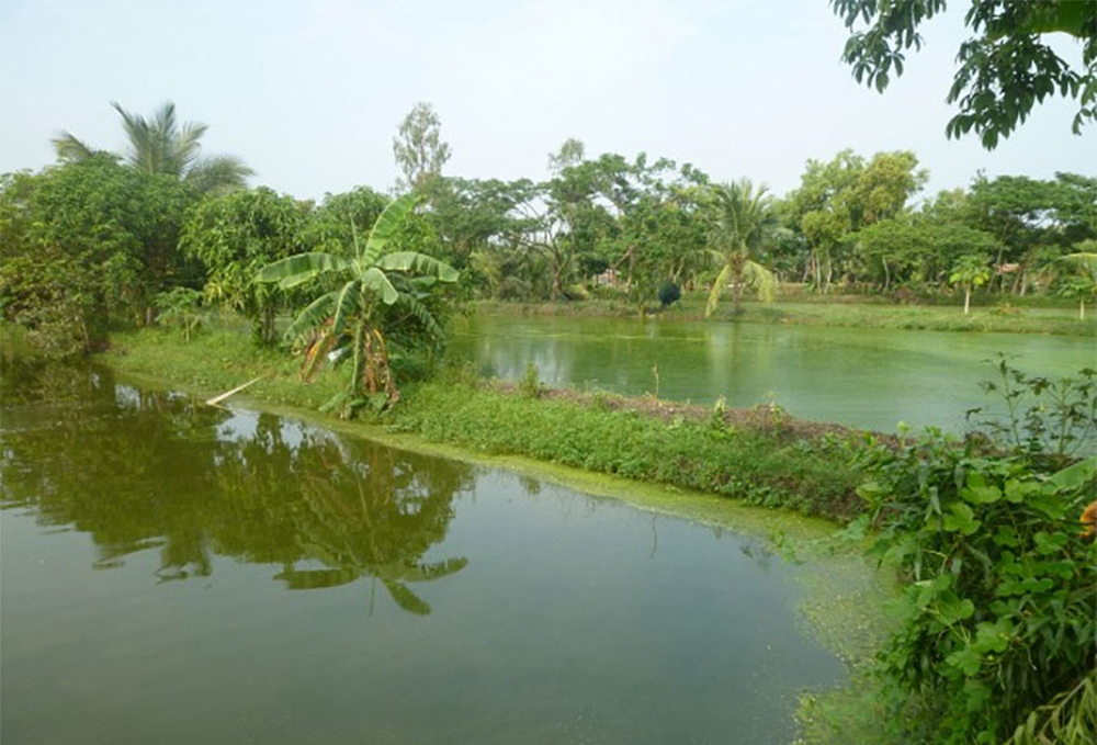 माछा पोखरीमा डुबेर मृत्यु