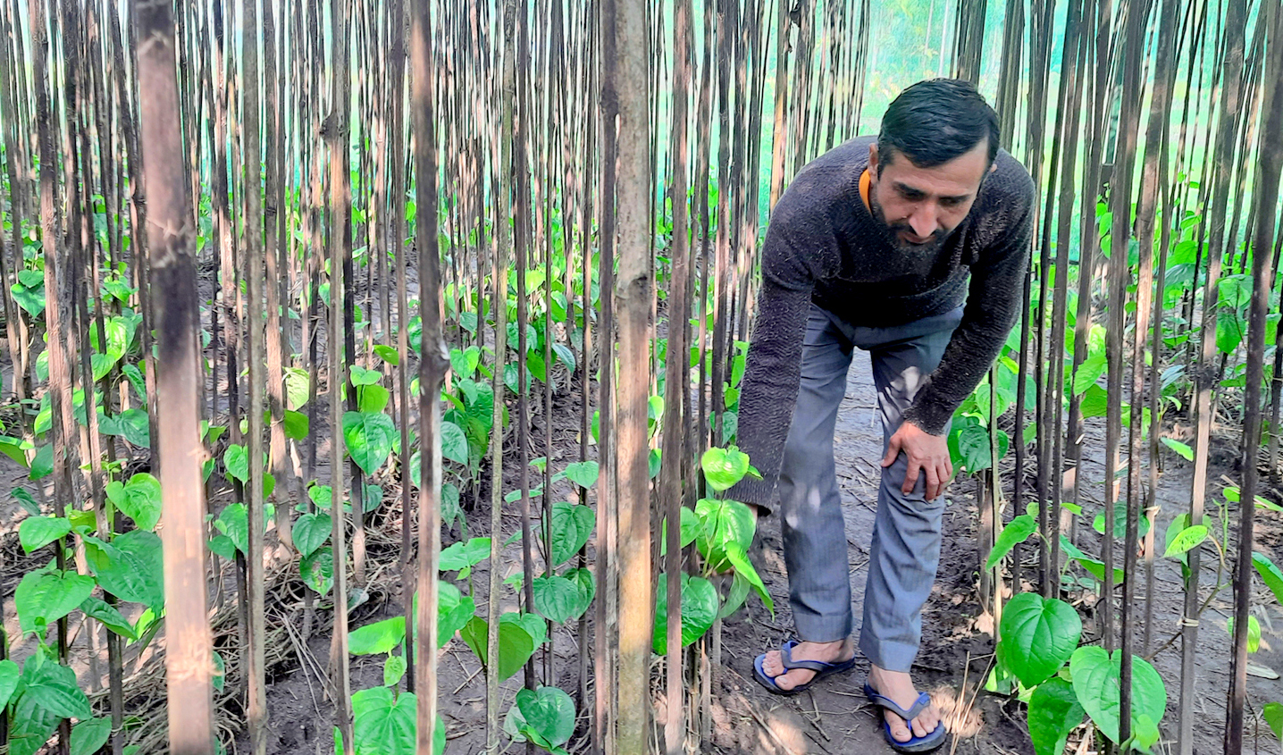 समूह बनाएर थालियो पानखेती