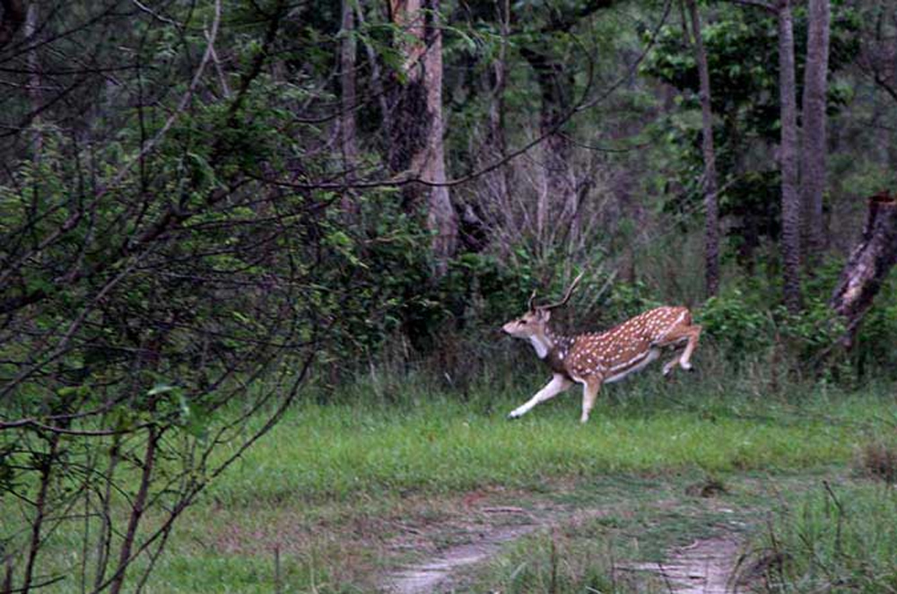 बराहक्षेत्रको सामुदायिक वनका तत्कालीन सचिवविरुद्ध भ्रष्टाचार गरेको भन्दै उजुरी