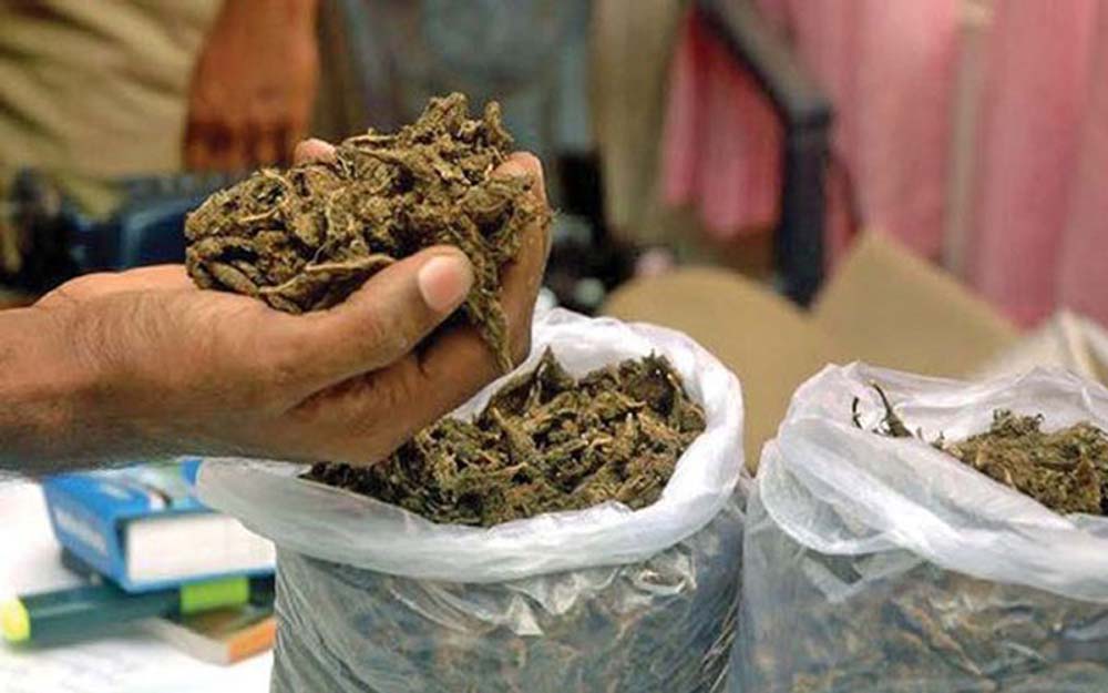 १४ केजी गाँजासहित एकजना समातिए