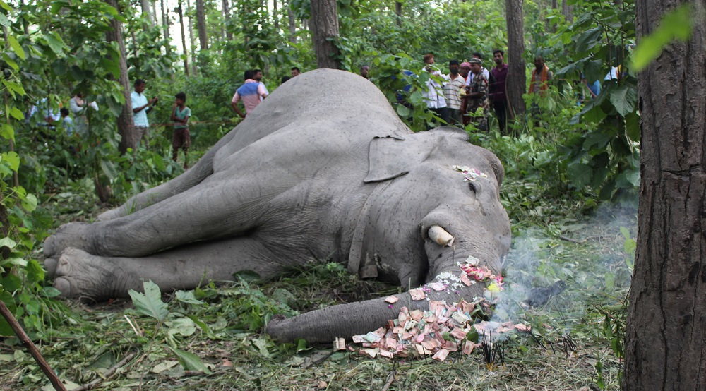 हात्ती मृत फेला