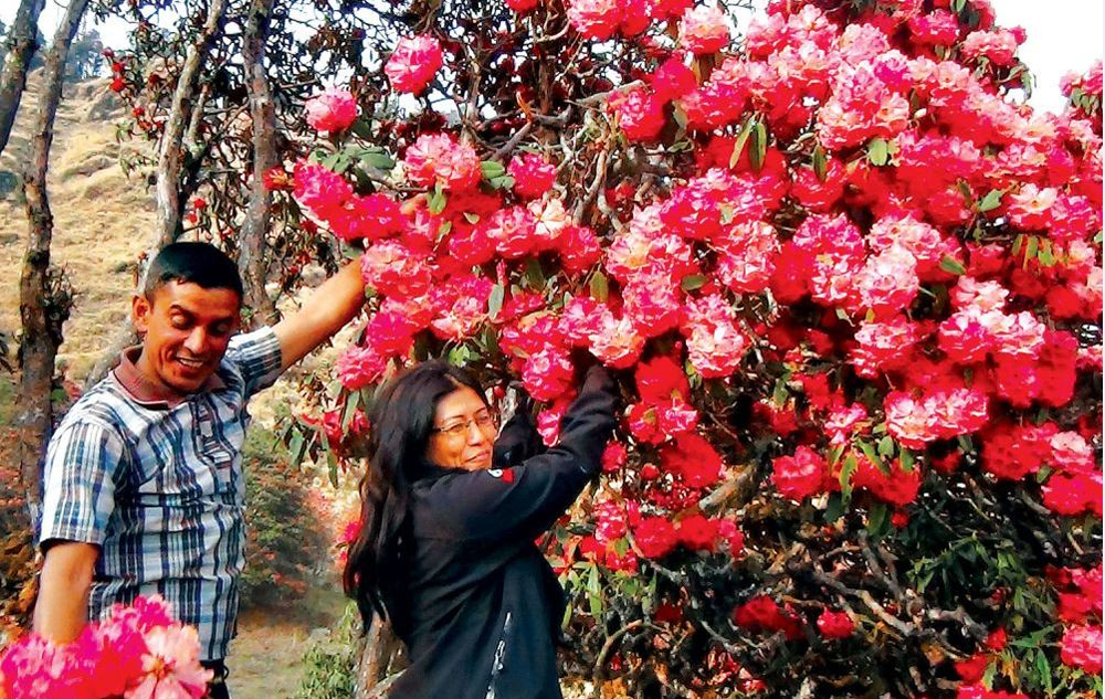 पूर्वी पहाडी जिल्लामा गुराँसले रङ्गिँदै वनपाखा