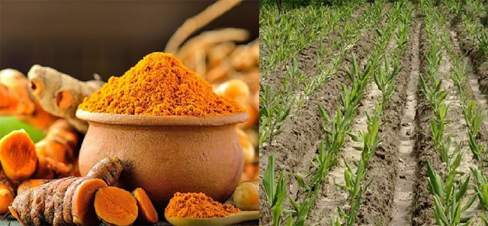 युवा बेसार खेतीतर्फ लागे