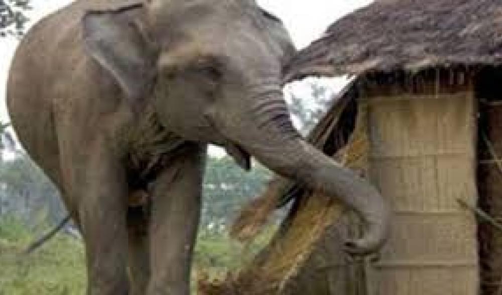 हात्तीपीडितलाई क्षतिपूर्ति दिन वडाअध्यक्षको माग