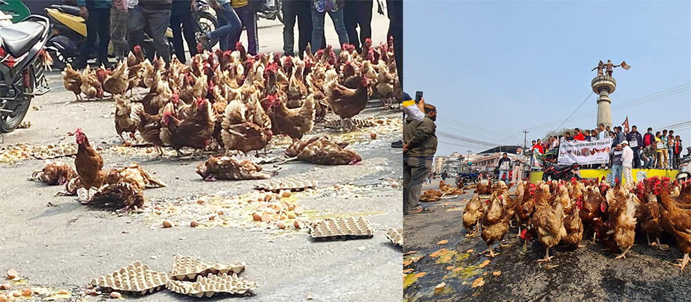 पूर्वमै जहाँ सडकमै फालियो कुखुरा र अण्डा