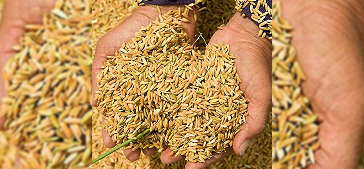 यस वर्ष चैतेधानले पायो दोब्बर मूल्य, किसान उत्साहित