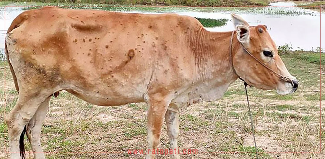 कोशी प्रदेशका ८५ हजार पशुमा ‘लम्पीस्किन’