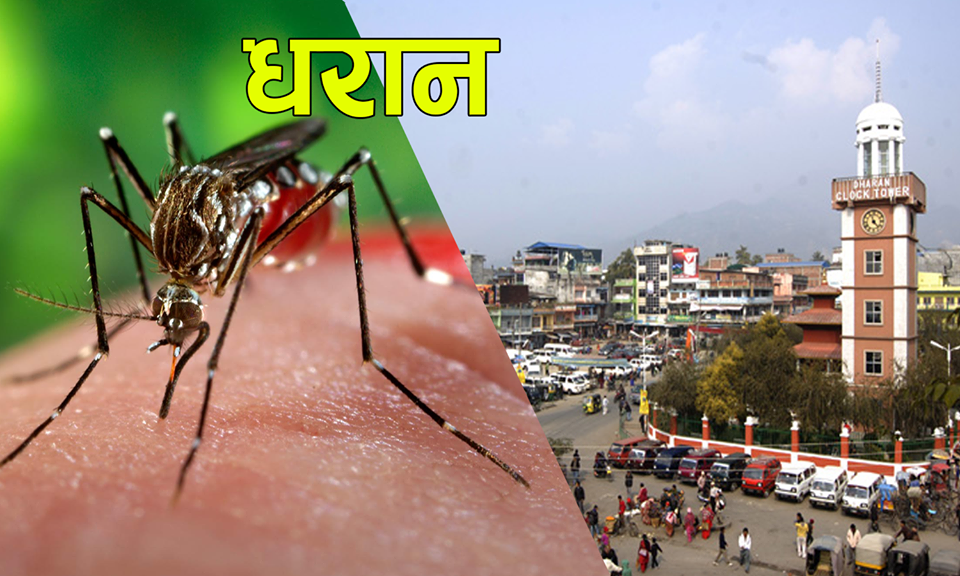 धरानमा डेंगुले युवाको मृत्यु, प्रकोप तीब्र गतिमा फैलिँदो