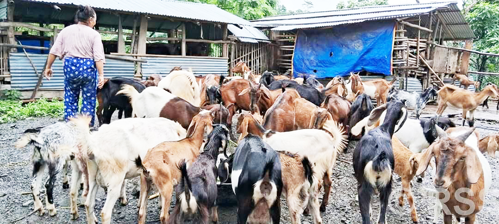 धरानमा व्यवसायिक बाख्रापालनबाट राम्रो आम्दानी गर्दै राजकुमार राई
