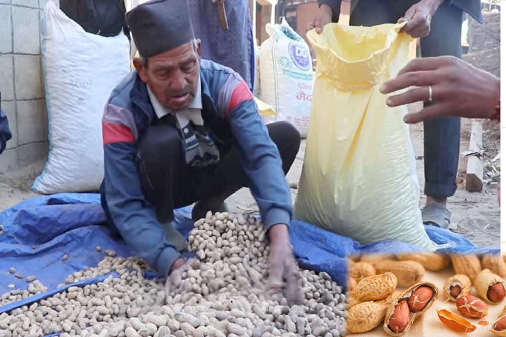 पाँच मुरीभन्दा बढी बदाम फलाउनेलाई पुरस्कार !