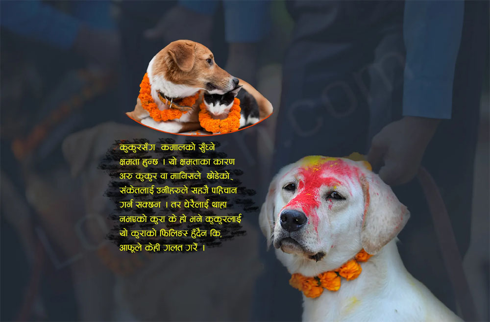 आज कुकुर तिहार: मीठा-मीठा खानेकुरा खान दिएर सम्मान गरी मनाइँदैछ