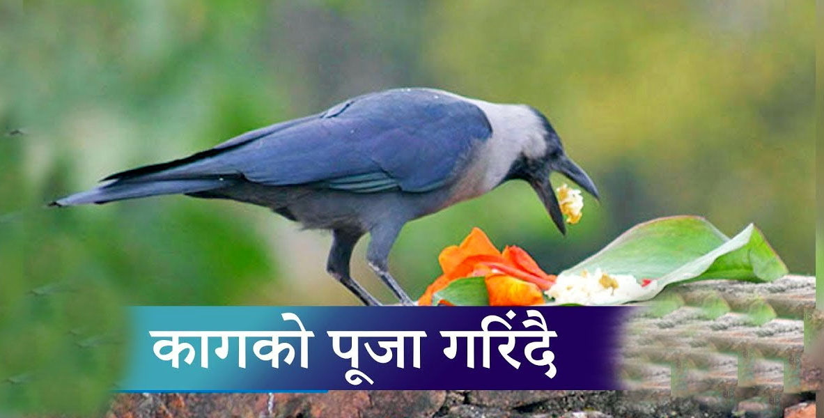 आज काग तिहार, कागलाई मीठो-मीठो खान दिएर मनाइँदै, यस्तो छ कागको महिमा