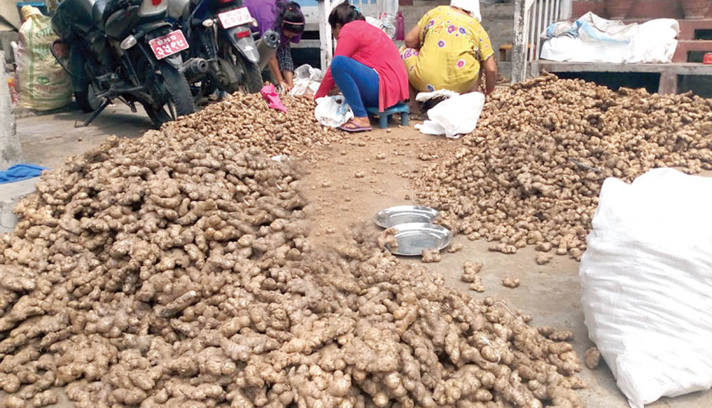 धरान–२० मा शिक्षण पेशा छाडेर अदुवा खेतीमा