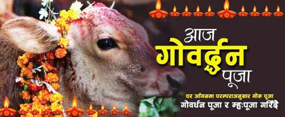 तिहारको चौथो दिनः आज गाई, गोरु, गोवर्द्धन र हली पूजा गरी मनाइँदै