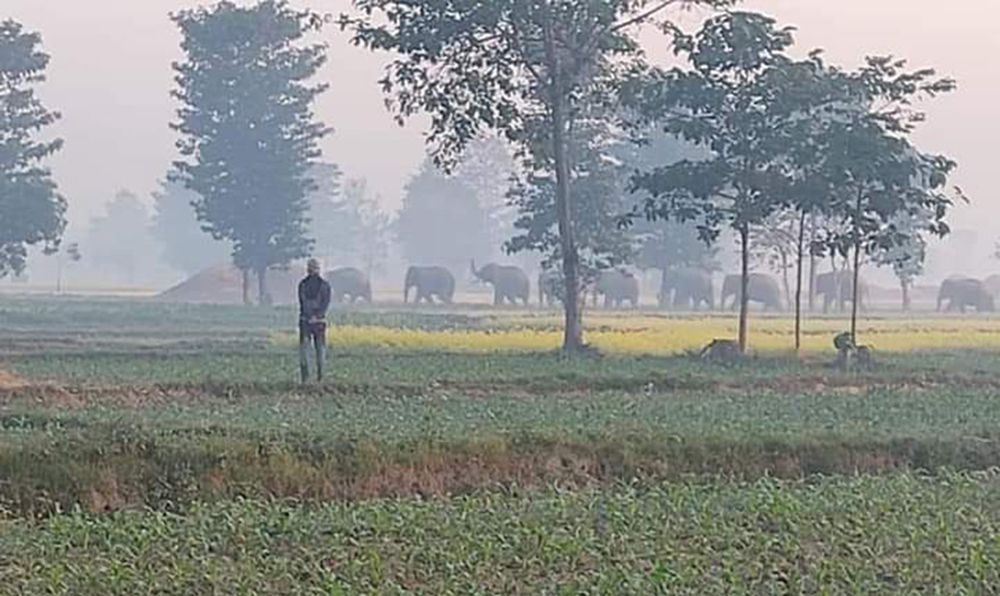 जंगली हात्तीले लखेटी लखेटी लियो ज्यान
