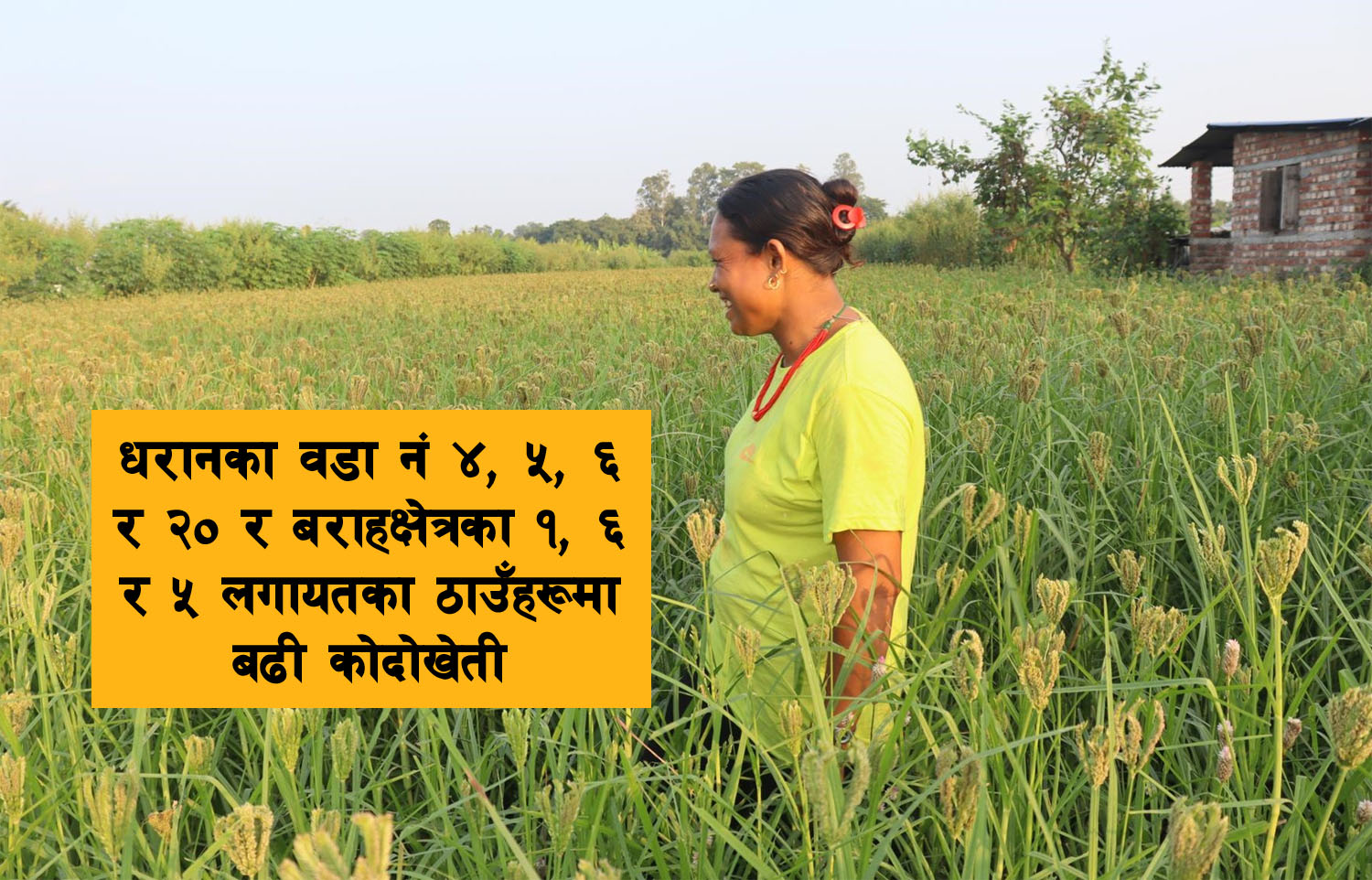 धरान र बराहक्षेत्रका स्थानीय कोदो खेतीतर्फ आकर्षित