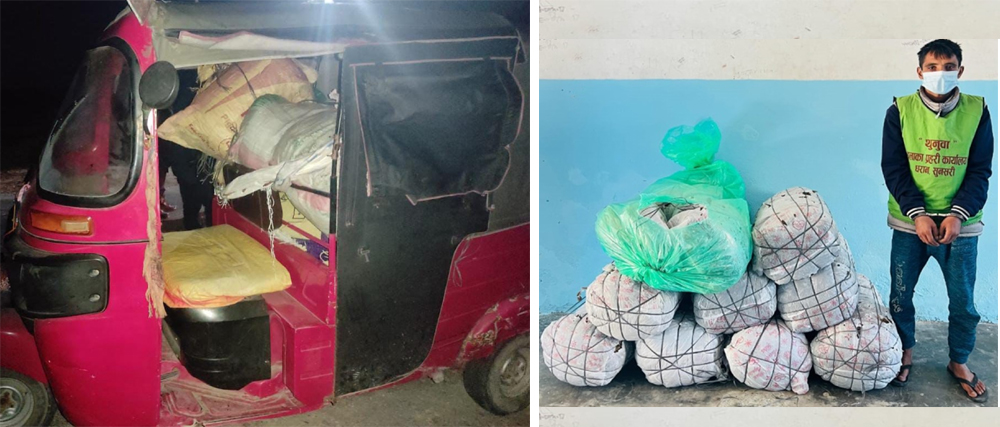 धरानमा प्रहरी देखेपछि तीब्र गतिमा टेम्पो हुइँक्याएपछि अनि समात्यो प्रहरीले टेम्पो, गाँजा र युवा