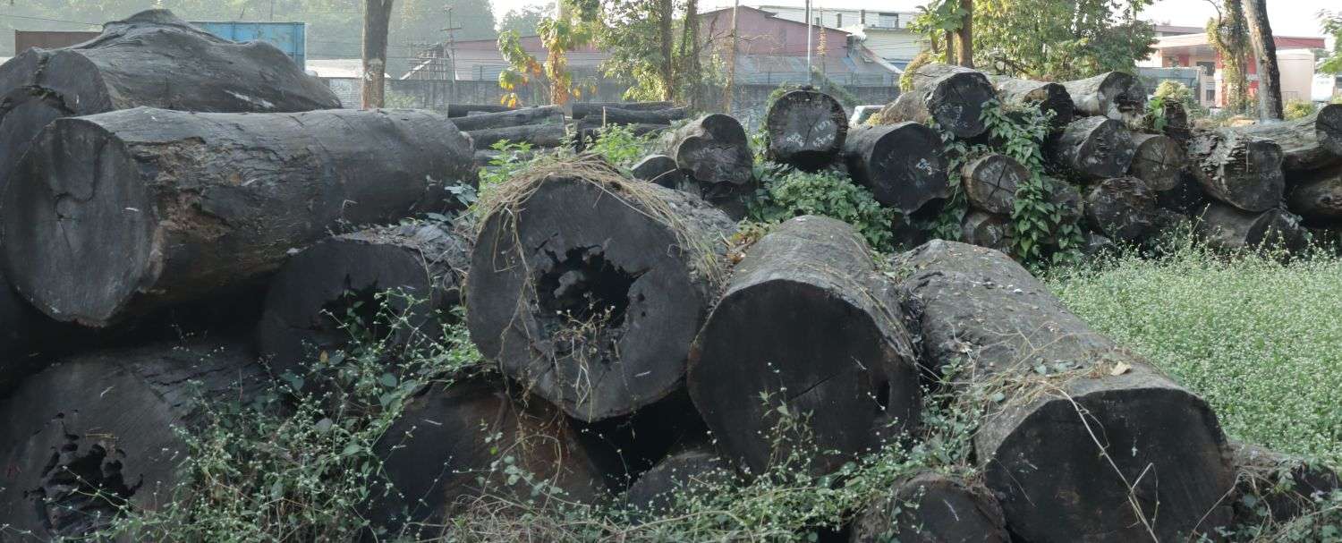 धरानमा सात करोडको काठ वन कार्यालयमै कुहिँदै, सरकारी नियम र कर्मचारीले बदमासी गर्ने गरेको आरोप
