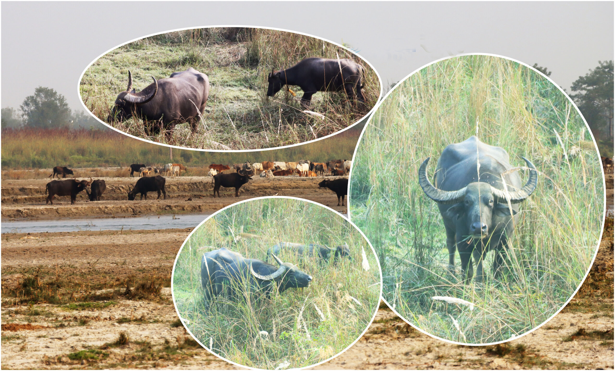 कोशीटप्पु वन्यजन्तु आरक्षमा आन्तरिक तथा बाहय पर्यटकको सङ्ख्या वृद्धि