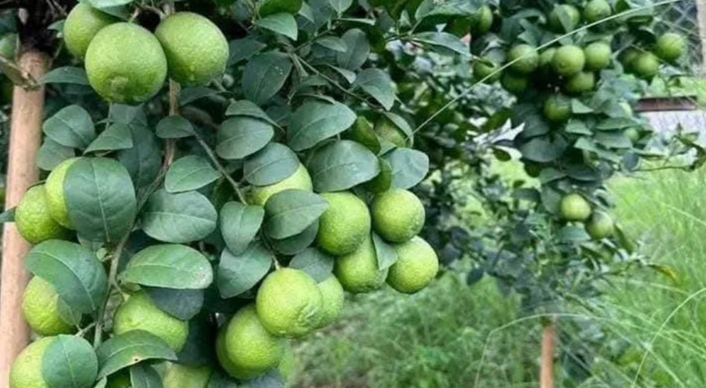 हात्तीलाई मन पर्दैन कागती !