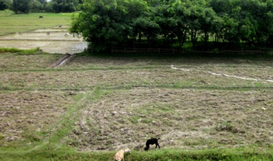 यस वर्ष मनसुनले धोका दिँदा धान रोपाइँ प्रभावित