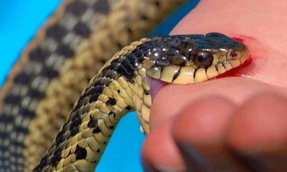 सुतेकै ठाउँमा सर्पले टोक्दा १० वर्षीय बालकको मृत्यु