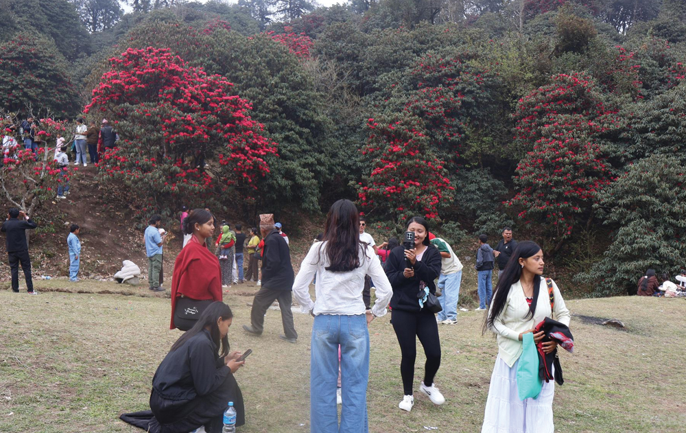 गुराँस हेर्न पर्यटकको चहलपहल