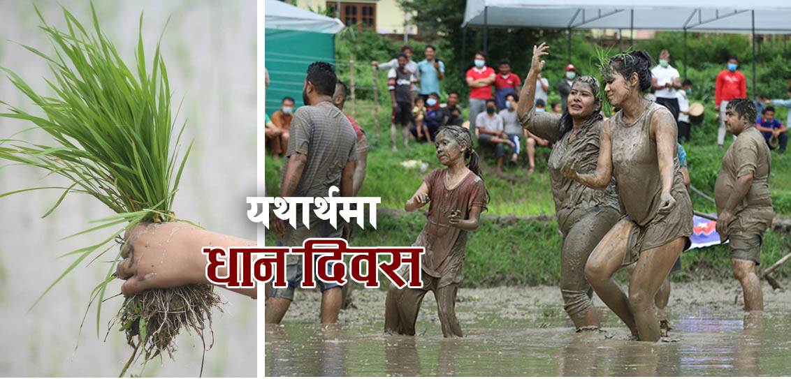 धान दिवस र यथार्थता