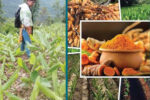 कोशी लोकमार्ग किनारमा बेसार खेती थालियो