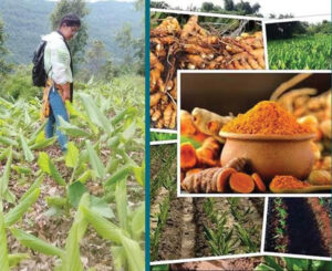 कोशी लोकमार्ग किनारमा बेसार खेती थालियो