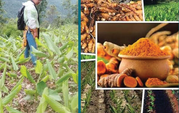 कोशी लोकमार्ग किनारमा बेसार खेती थालियो