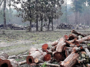 धरानमै थन्कियो ११ करोड बढी मूल्यको काठ