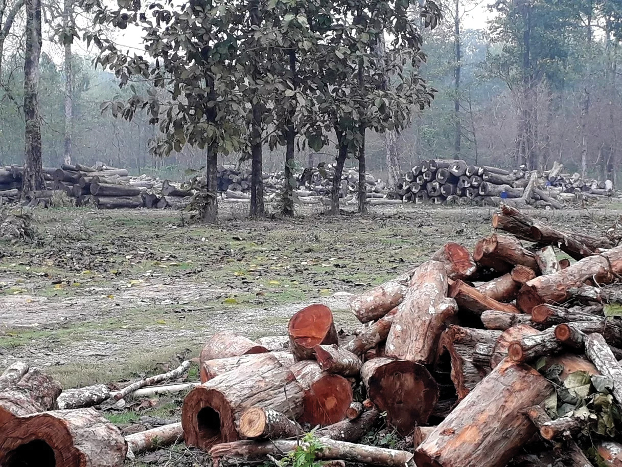 धरानमै थन्कियो ११ करोड बढी मूल्यको काठ