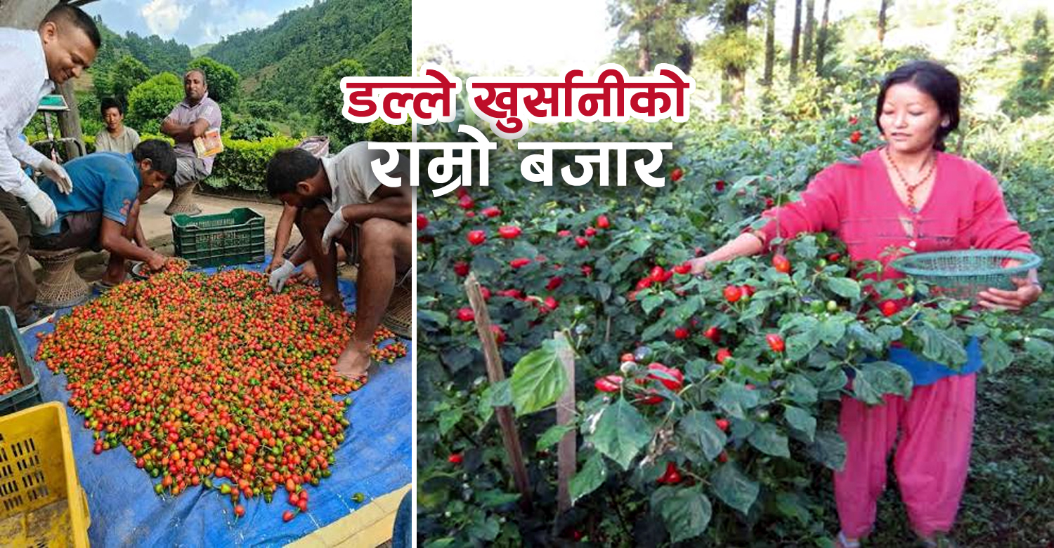 अकबरे खोर्सानीले राम्रो बजार पाउँदै