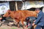 गाउँ नछाडुन् भन्दै धमाधम दिन थालियो लैनो गाई