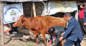 गाउँ नछाडुन् भन्दै धमाधम दिन थालियो लैनो गाई
