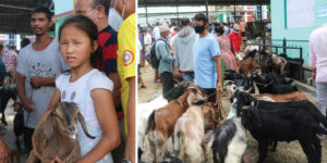 धरानमा दशैं नजिकिएसँगै खसीबोकाका खरिदबिक्री बढ्यो