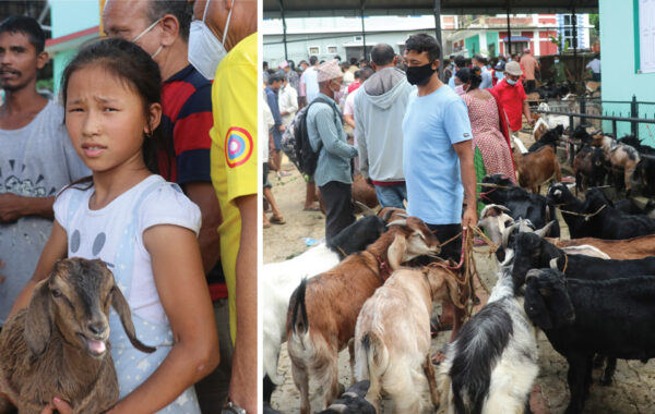 धरानमा दशैं नजिकिएसँगै खसीबोकाका खरिदबिक्री बढ्यो
