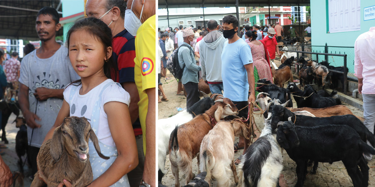 धरानमा दशैं नजिकिएसँगै खसीबोकाका खरिदबिक्री बढ्यो